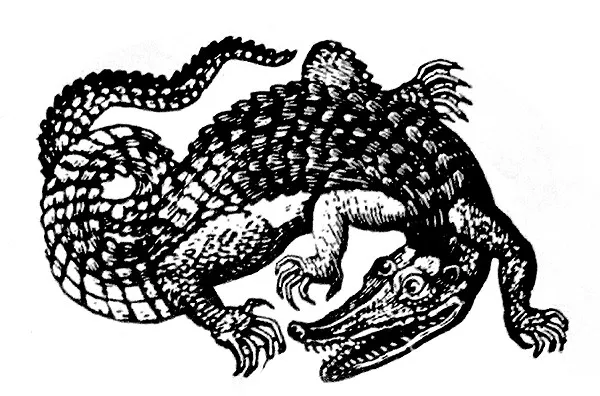 Malligator
