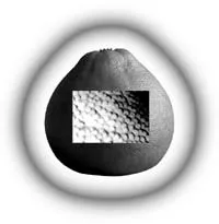 Pomelo