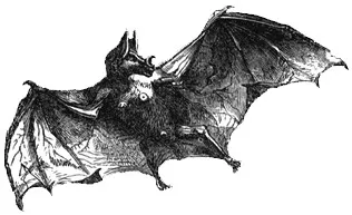 Bat Shit Records