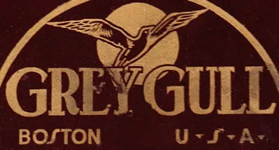 Grey Gull
